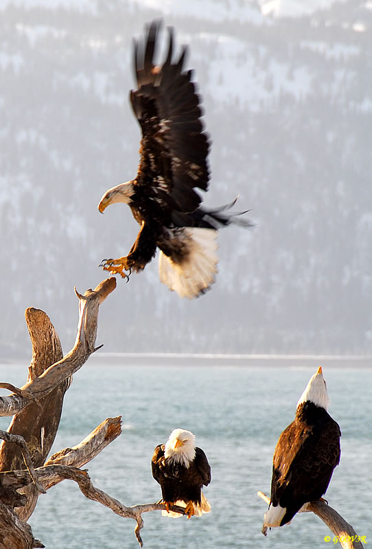 Dancing Eagles in flight